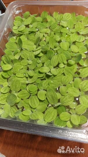 Аквариумные растения риччия и пистия