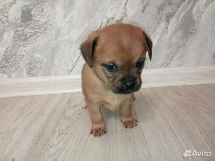 Щенки пекинеса