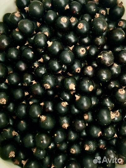 Смородина красная и черная