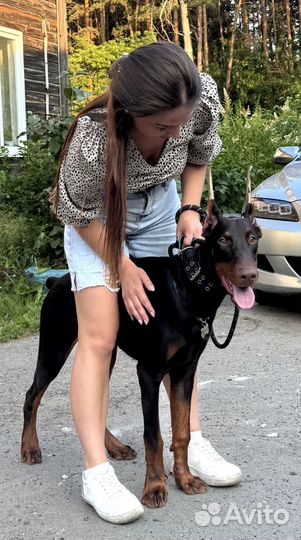 Щенок добермана продам