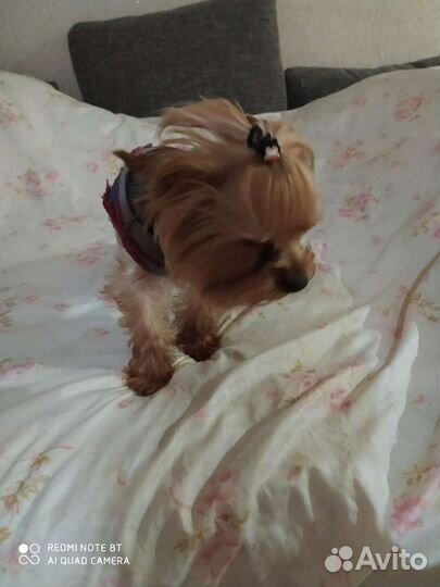 Йоркширский терьер