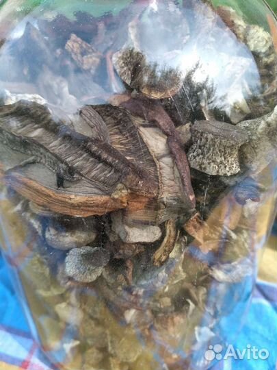 Сушеные грибы, чага