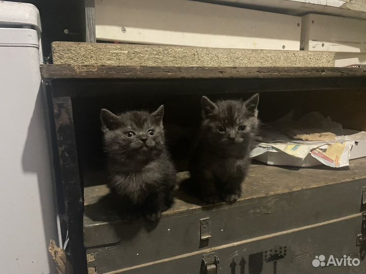 Британская кошка в дар