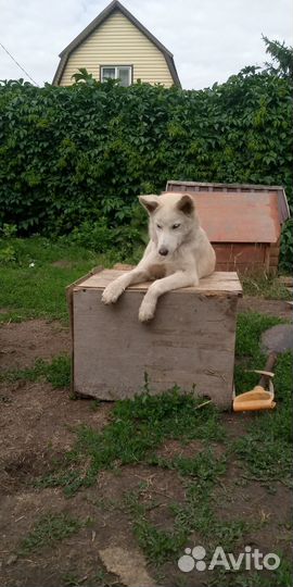 Малышка ищет семью