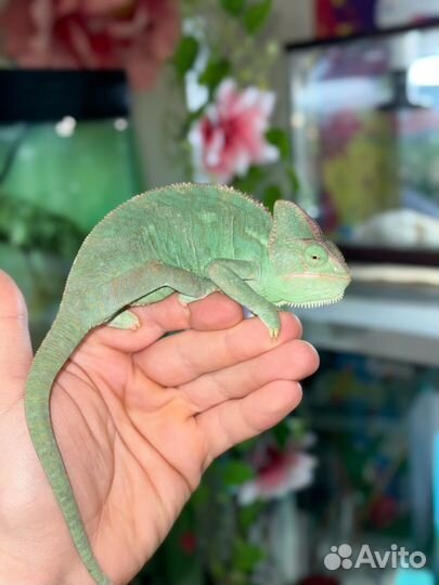 Йеменский хамелеон (пара разные родители)