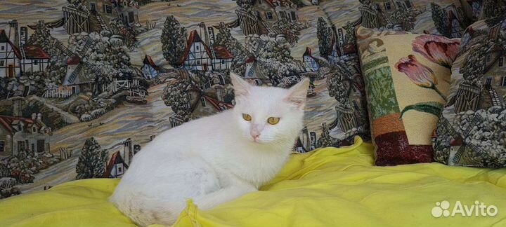 Белая кошка