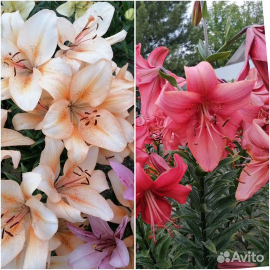 Лилии луковицы