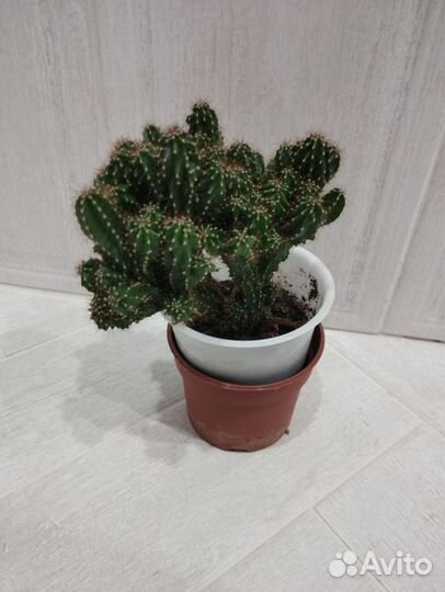 Кактусы и суккуленты