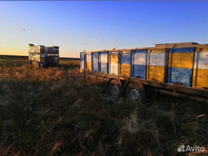 Мед натуральный акация