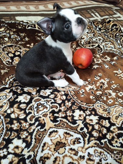 Бостон терьер продается