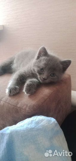 Британские котята