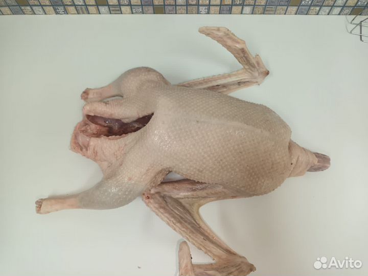 Гусь губернаторский,утка Стар 53