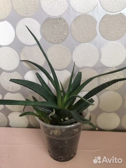 Детки хавортии, суккуленты