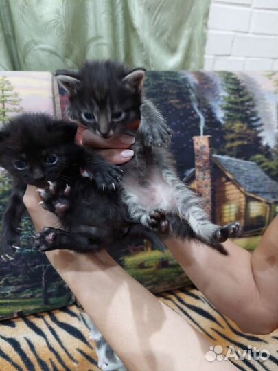 Котята отдам в добрые руки бесплатно