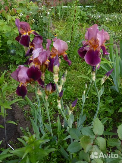 Ирисы