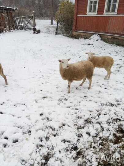 Овцы бараны