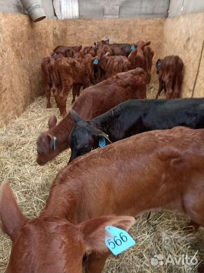 Бычки элитные