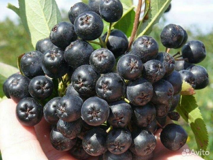 Продам черноплодку