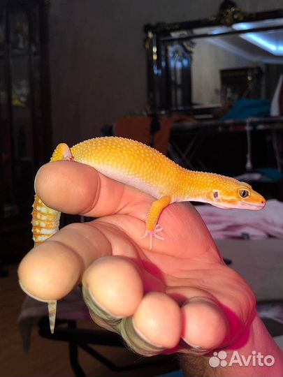 Эублефары (гекконы)