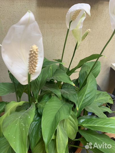 Цветок женское счастье