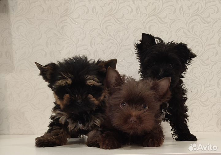 Йоркширский терьер