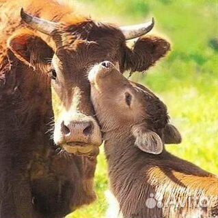 Телята: надёжное качество и доставка