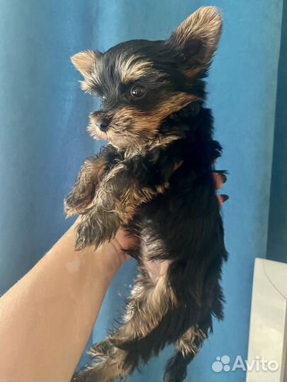 Йоркширский терьер