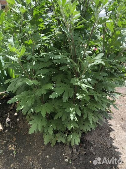 Хризантема садовая