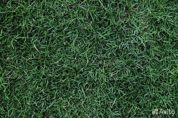 Продажа Рулонного Газона и Укладка