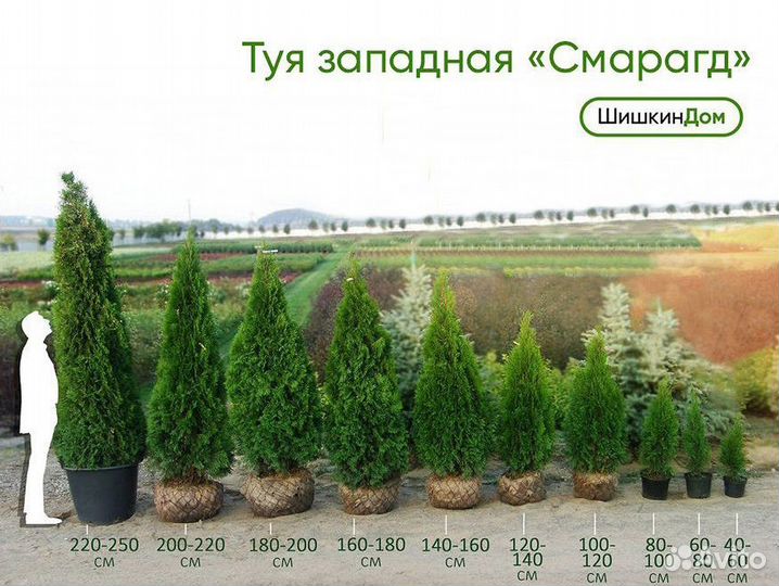 Туя Смарагд. Туи в горшках и в комах