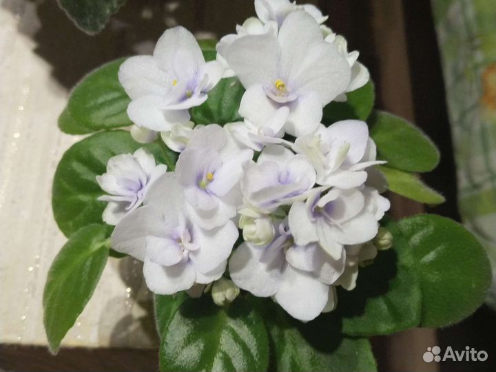 Набор фиалок