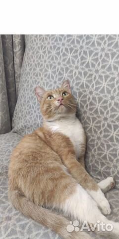 Персик 1,5 года, умный кот без хлопот