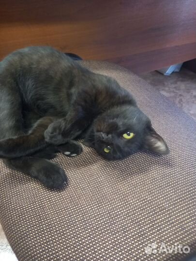 Черный котенок с добрые и надежные руки