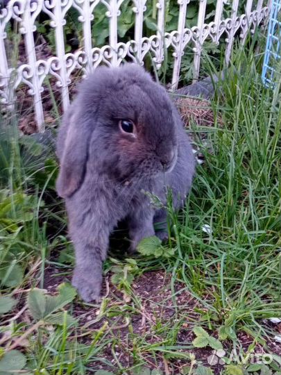 Продам декоративного кролика