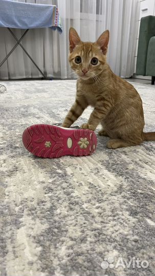Котята в добрые руки даром