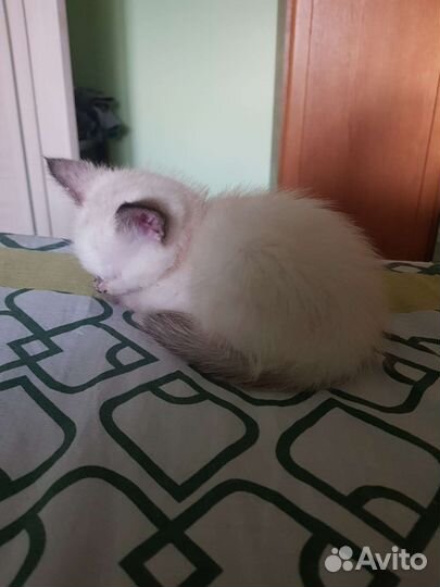 Кошка в добрые руки