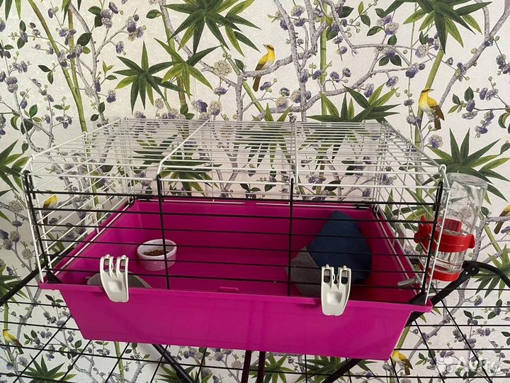 Африканский ежик