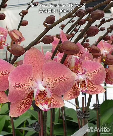 Phal. Leco Fantastic