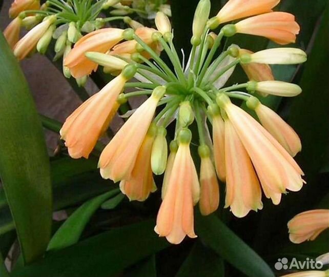 Кливия Nobilis Lindl