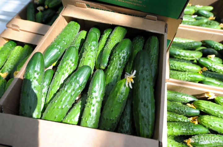 Лотки, тара для овощей опт