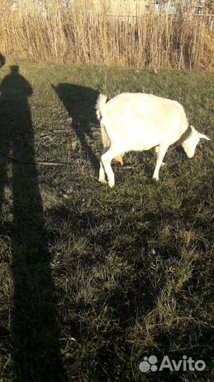 Зааненская дойная коза