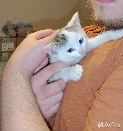 Кошечка 1,5 мес