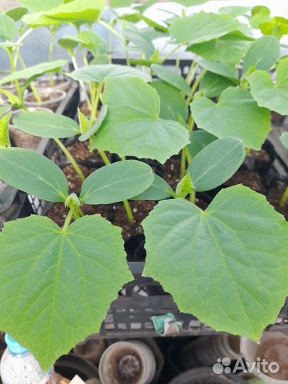 Рассада огурцов