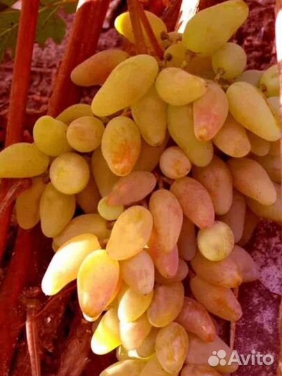 Саженцы винограда