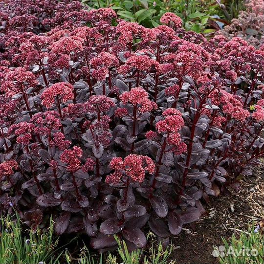 Продажа седума