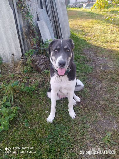 Собаки крысоловы