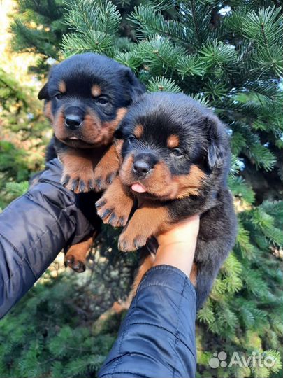 Щенки ротвейлера