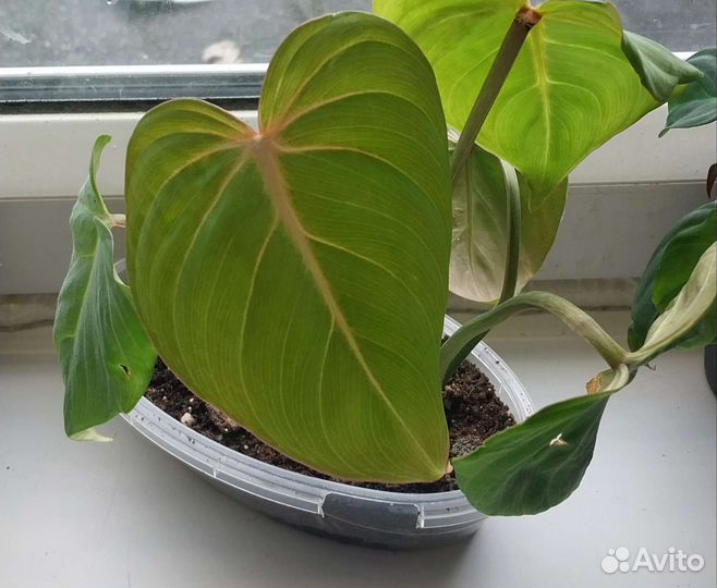 Филоденрон