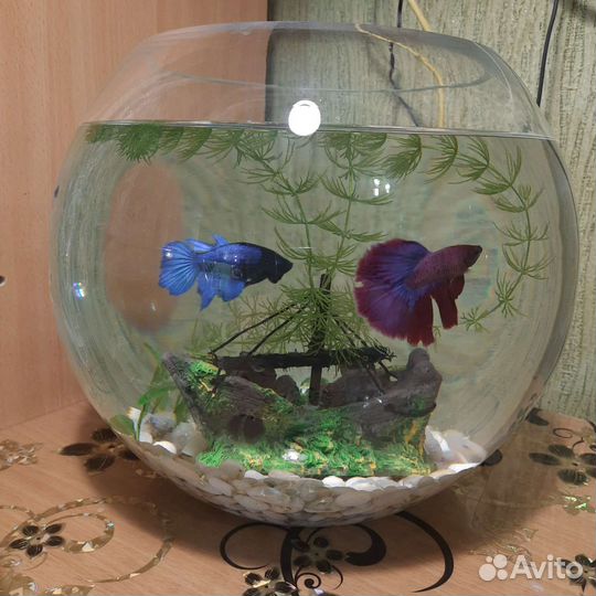 Рыбка петушок с аквариумом
