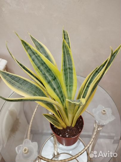 Сансевиерии Абрутиана Найт Лайт и Эль Дорадо